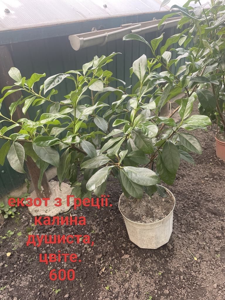 Фікуси мокламе,,пальми, олеандри