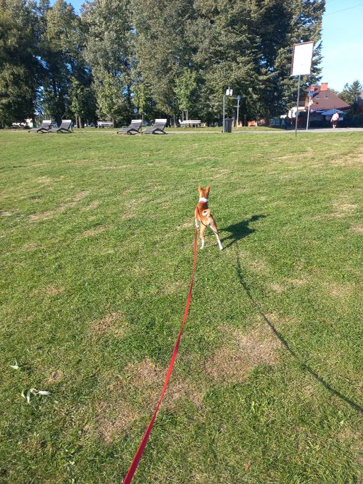 Basenji FCI/ZKwP suczka