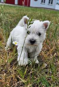 West Highland white terrier  - suczka