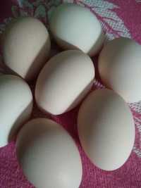 Лівенська ситцева  яйця інкубаційні курей породи  25 грн. шт.