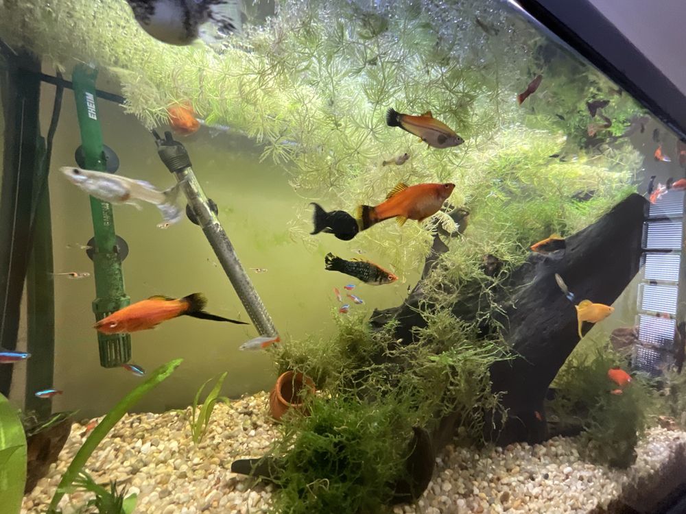 Peixes Espadas Musgo Java