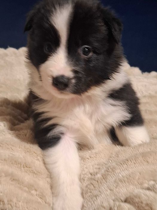 Border Collie Suczka Alice z rodowodem, wychowana w domu