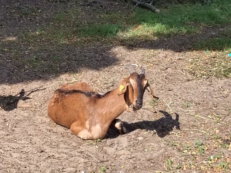 Sprzedam kozę anglonubijską