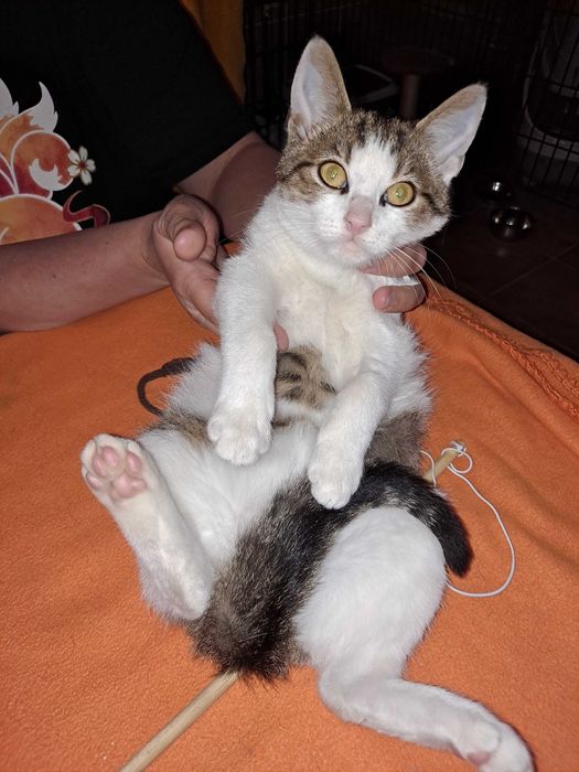 Cudna koteczka biało-bura do adopcji