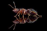 Mrówki Pheidole indica, agresywne Q+30w
