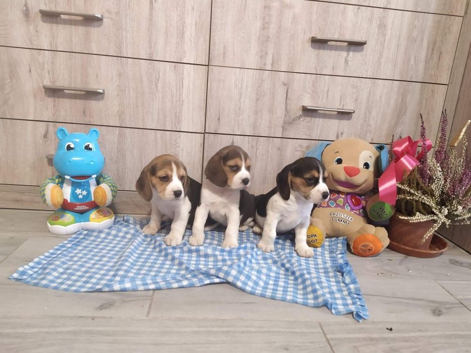Piękne -szczenię Beagle
