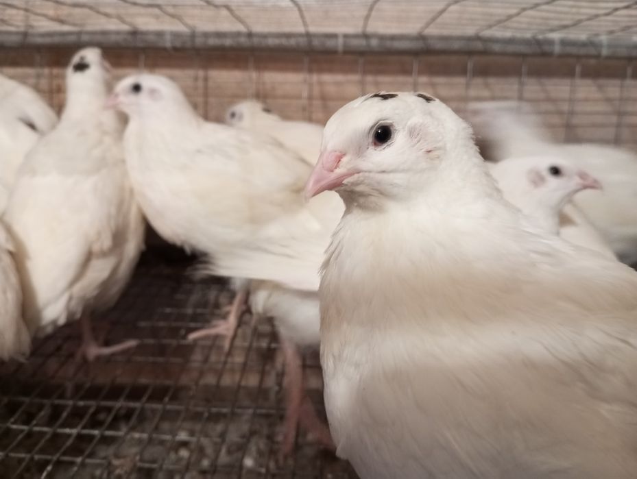 Продам перепелов Техас от суточного до несушки