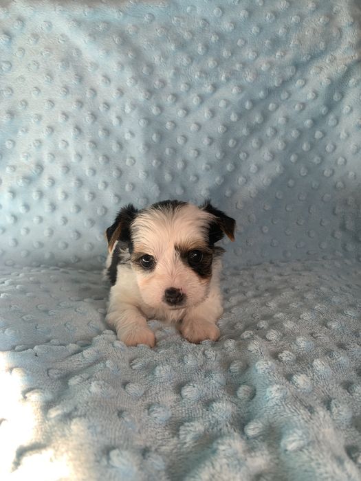 Samiec yorkshire terrier biewer