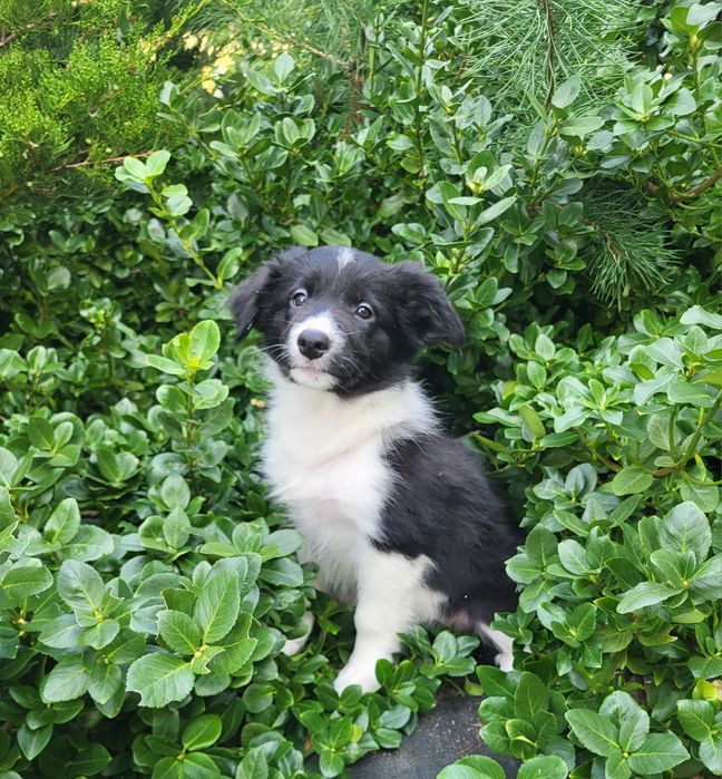 Border collie suczka
