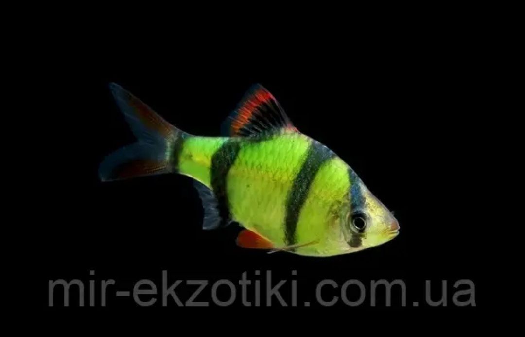 Рибки Glofish даніо тернеція барбус