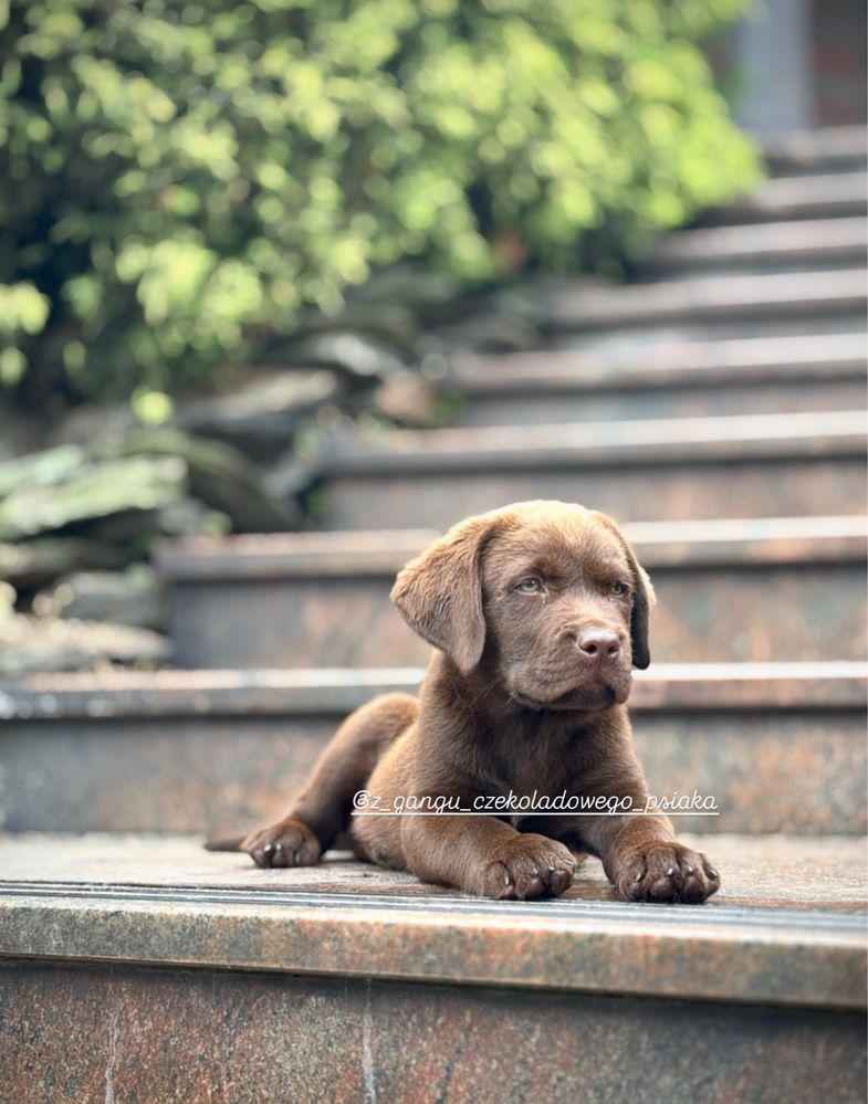Labrador Retriver szczeniak czekoladowy suczka