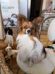 Papillon piesek.