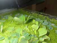 Roślina akwariowa - Pistia pływająca