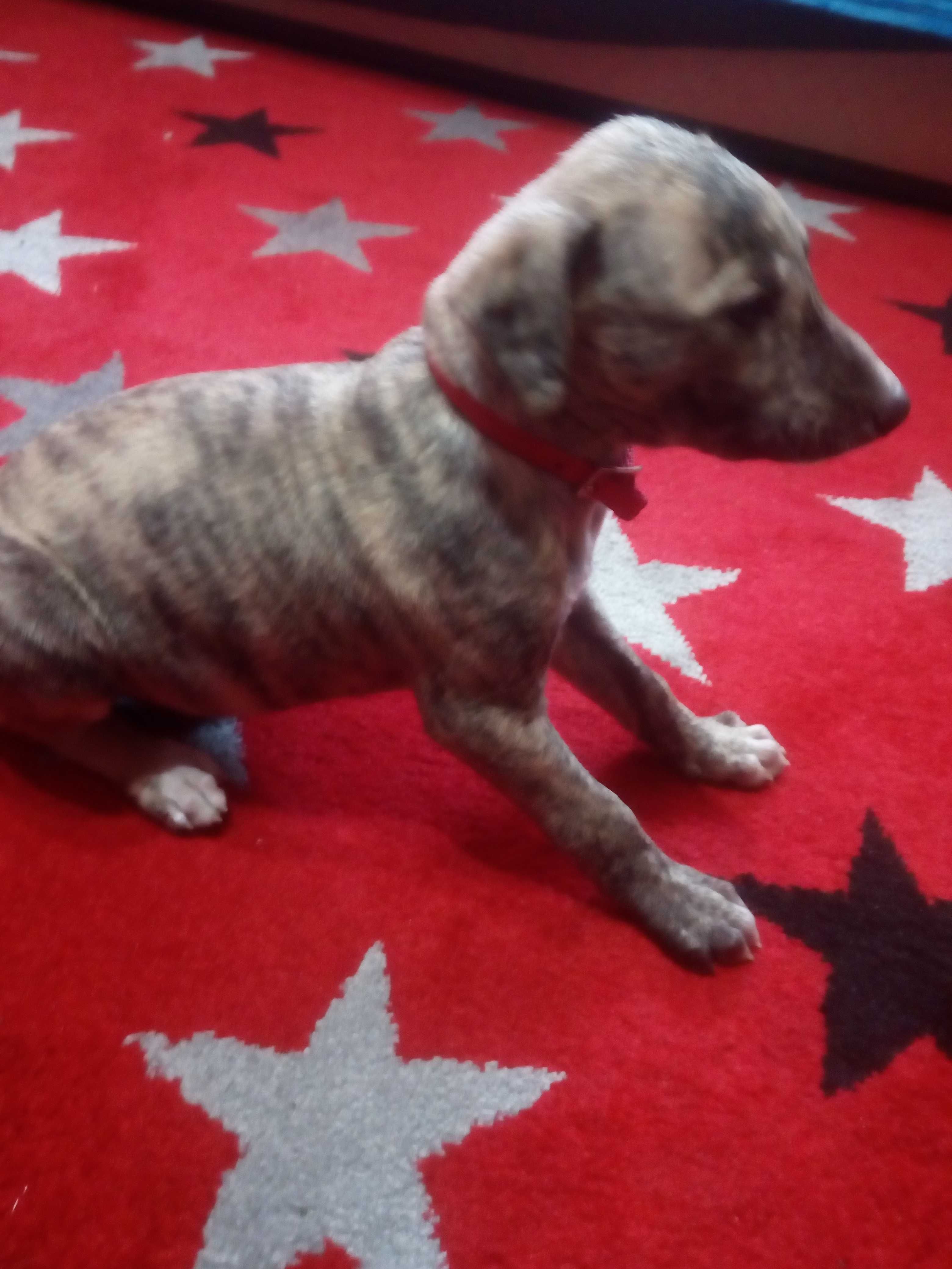 Chart Angielski Whippet.  piesek