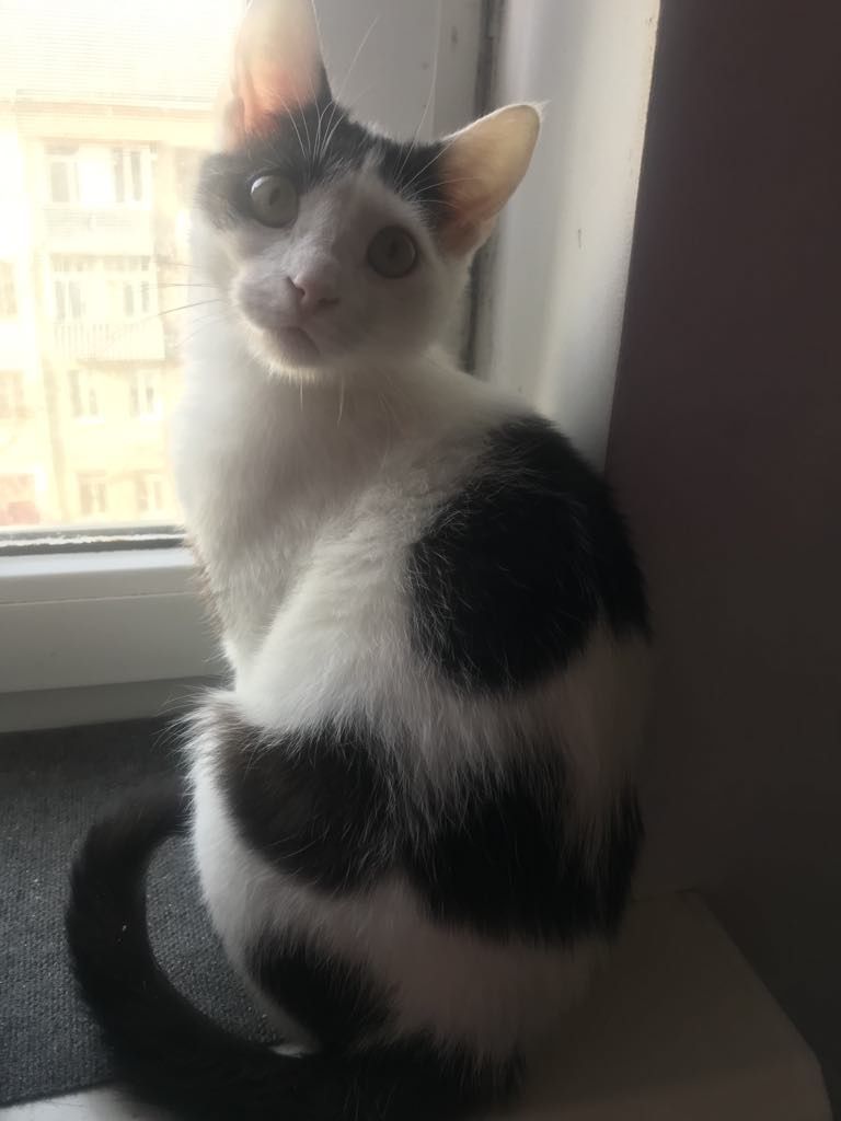 Кіт. Киця. Кошеня.