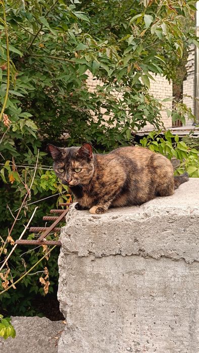 Черкаси і міста поруч! Молода кішечка шукає дім