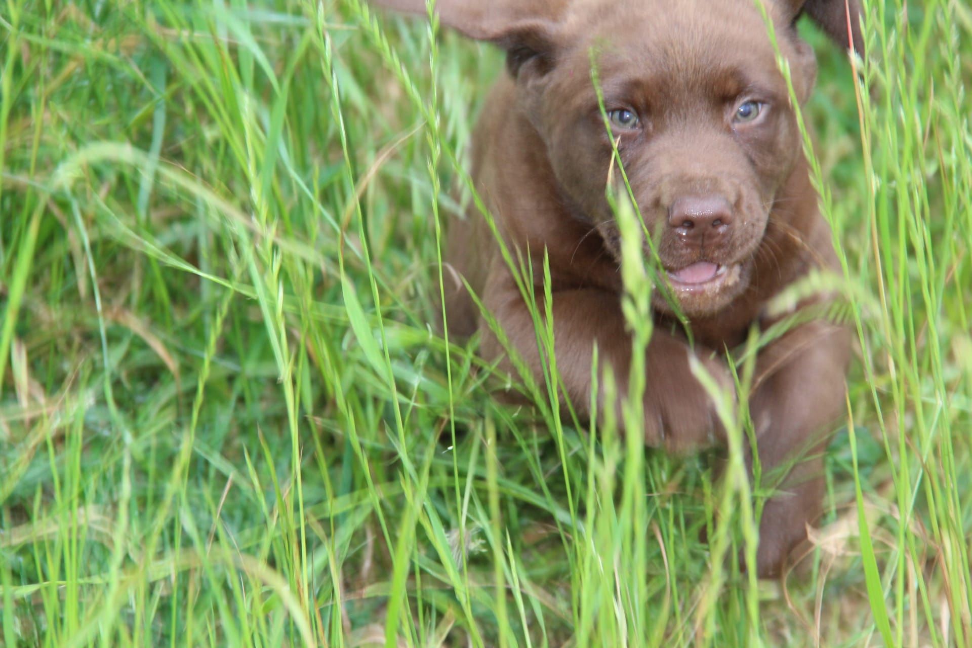 Labrador Retriever Chocolate