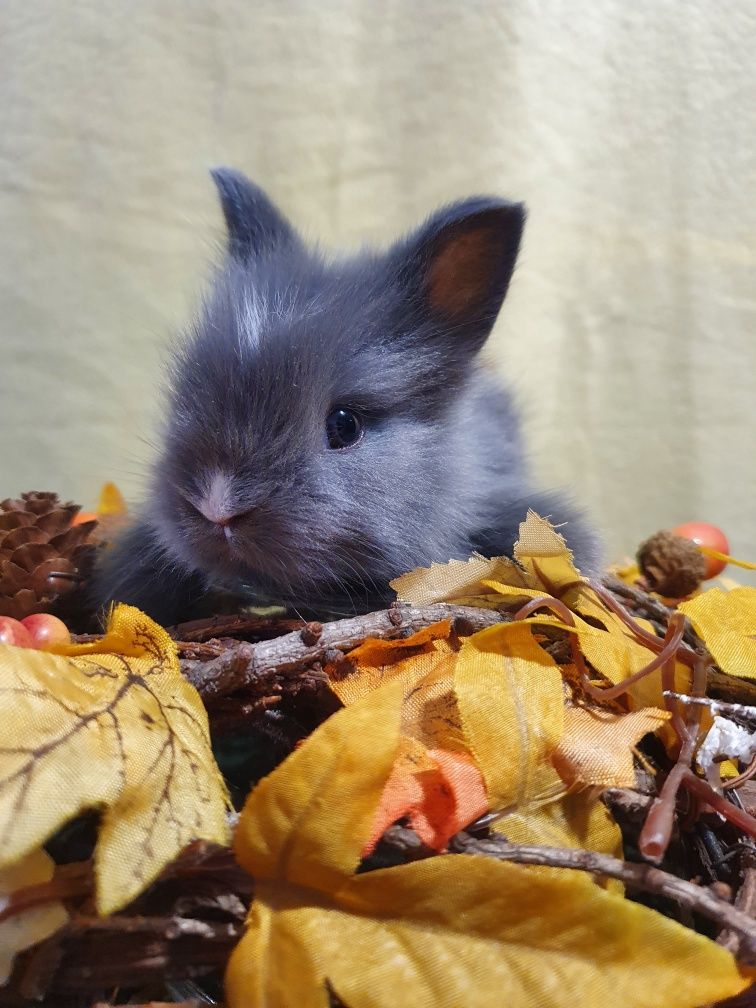 Slodkie pluszaki karzelek teedy