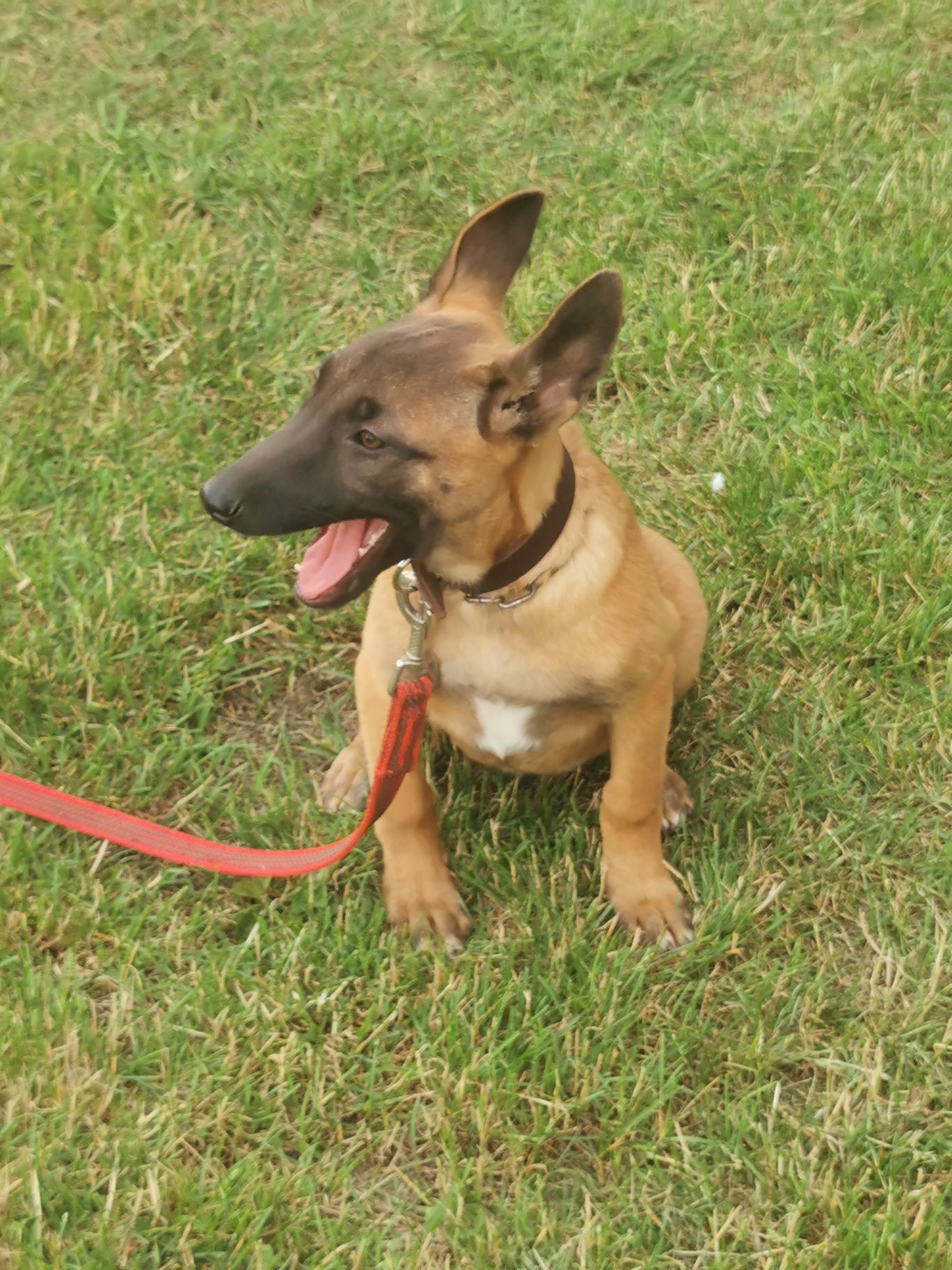 Owczarek Belgijski Malinois polecam