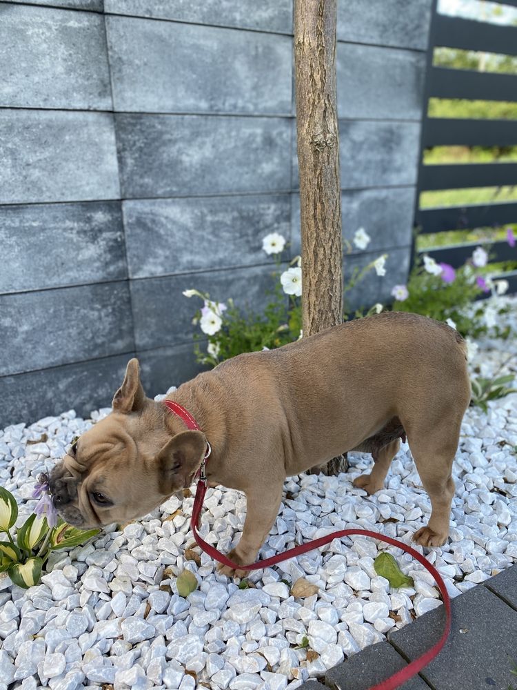 Buldog francuski