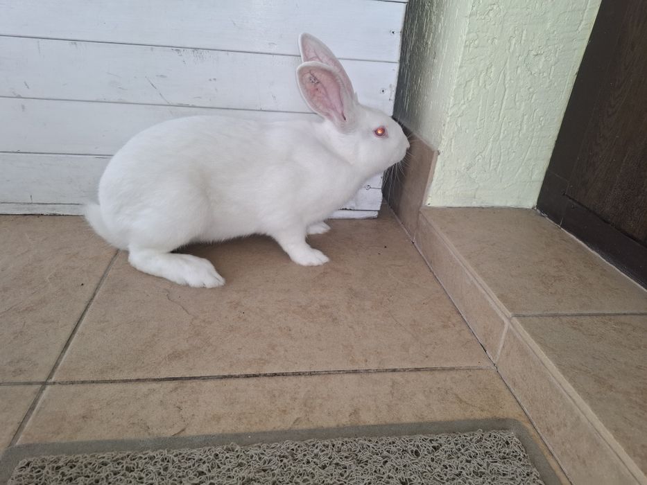 Термондська біла,термон (чеська селекція)