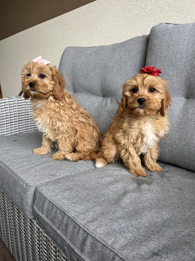 Cudowna suczka cavapoo gotowa do odbioru
