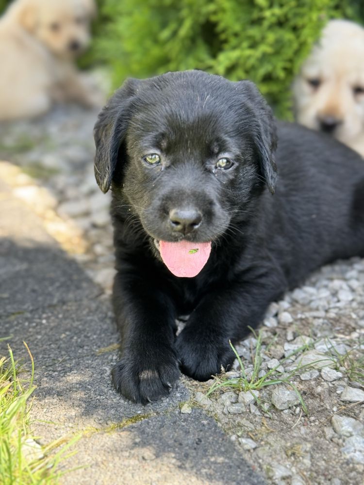 Labrador retriver miot A Afgan