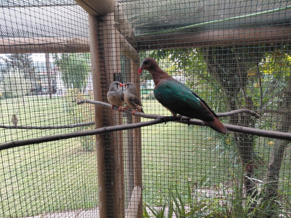 Rola esmeralda fêmea de 2023