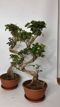 Benjamin Fikus bonsai 60cm! Zdrowy i zadbany.