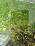 Plantas para aquario
