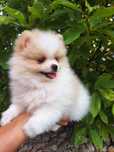 Pomeranian szpic miniaturowy suczka Nelly