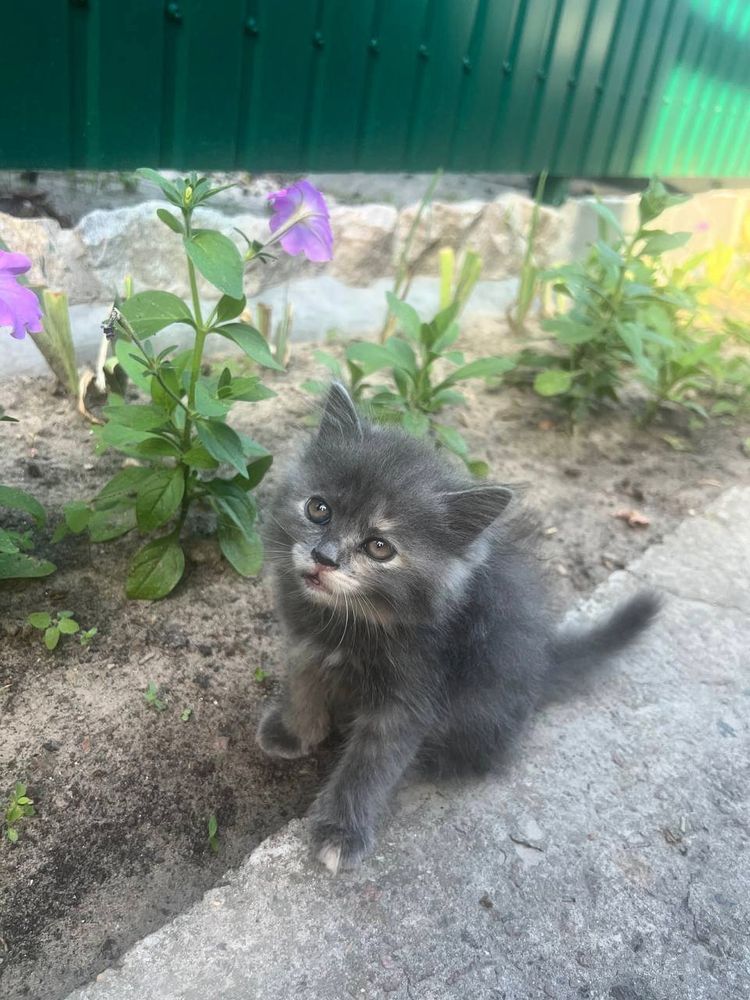 Кошенята, дівчинки, 2 місяці