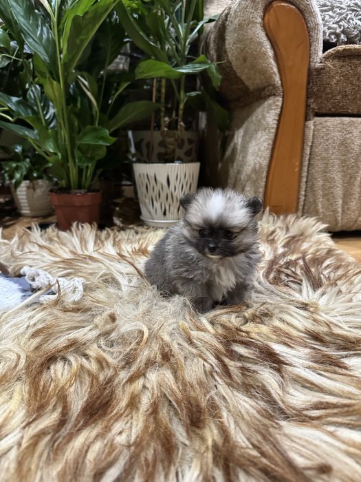 Pomeranian szpic miniaturowy