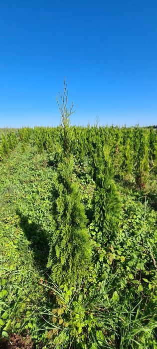 Thuja Smaragd /  Producen /  Pomorskie / Promocja