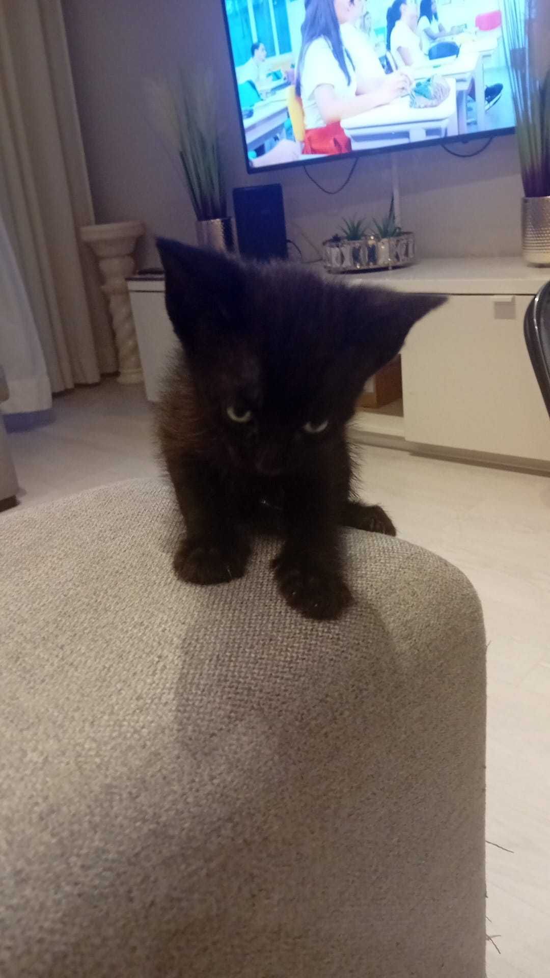 Dão-se gatinhos 6 semanas