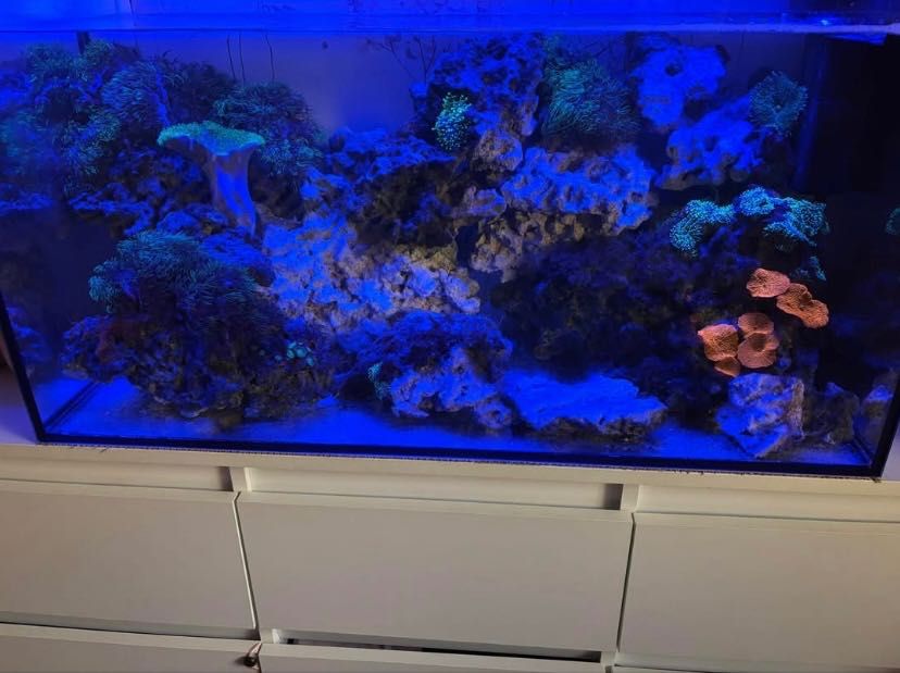 Akwarium morskie 120L nowy filtr i falownik NEWA