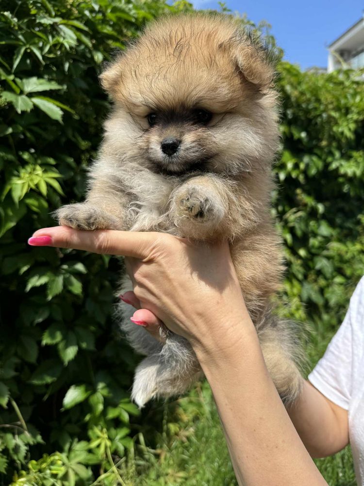 Pomeranian szpic miniaturowy boo misiu xs