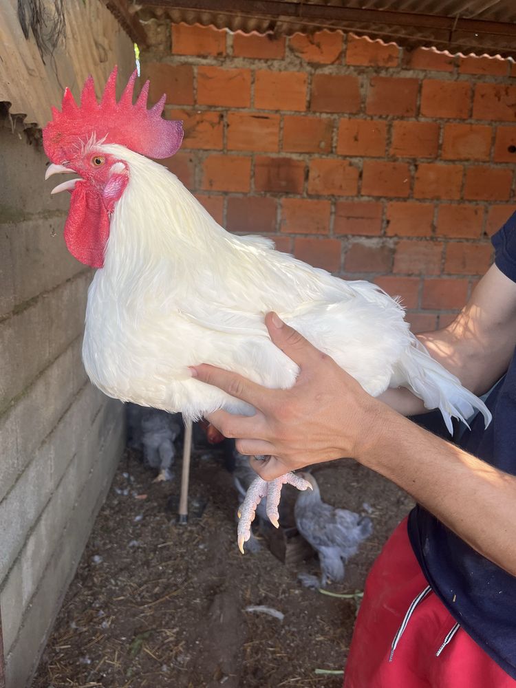 Galo linhagem la bresse