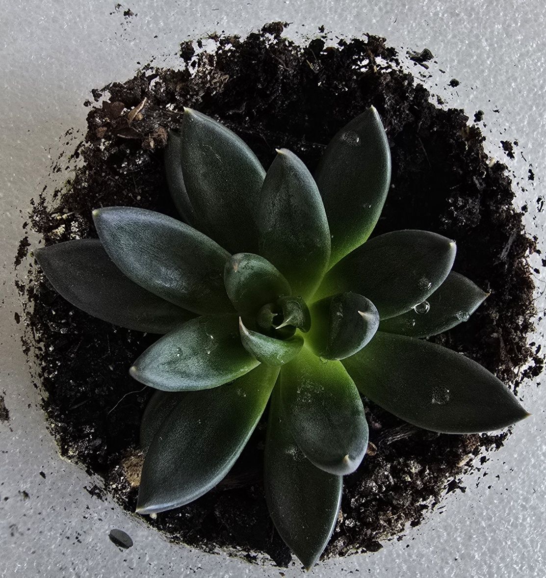 Echeveria Black Prince sukulent