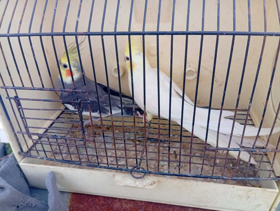 Red rumped pyrrulas bourks caturras e agapórnis