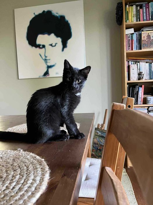 Kot kocurek adopcja schronisko wesoły przytulas