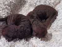 Kot  Cornish Rex