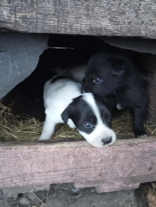 Віддам безкоштовно