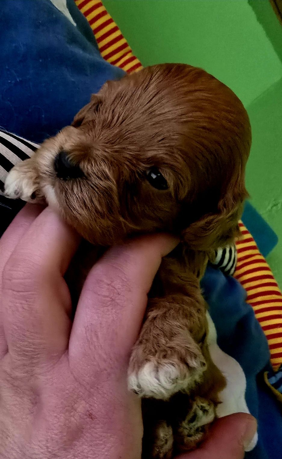 Piesek cavapoo cavadoodle toy