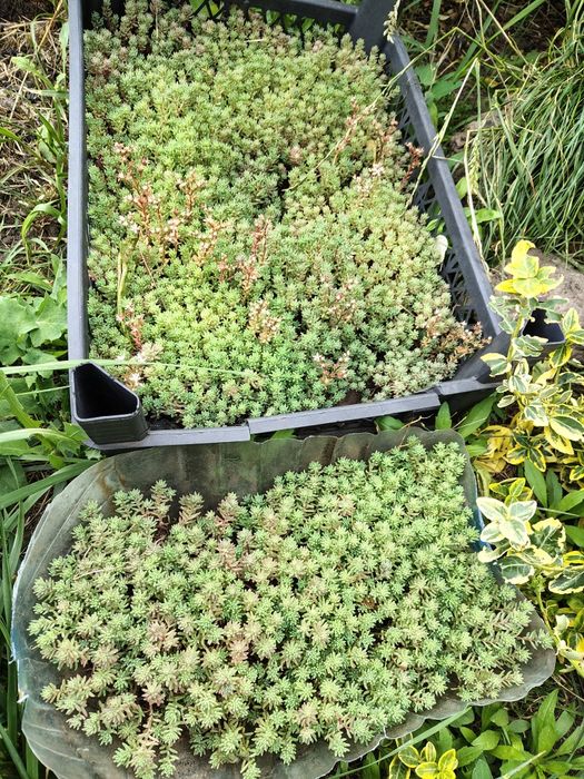 Седум, очиток скальный.