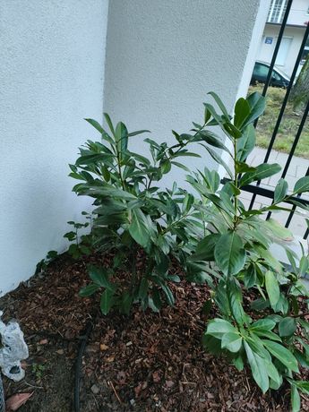 Żywopłot laurowiśnia rotundifolia.