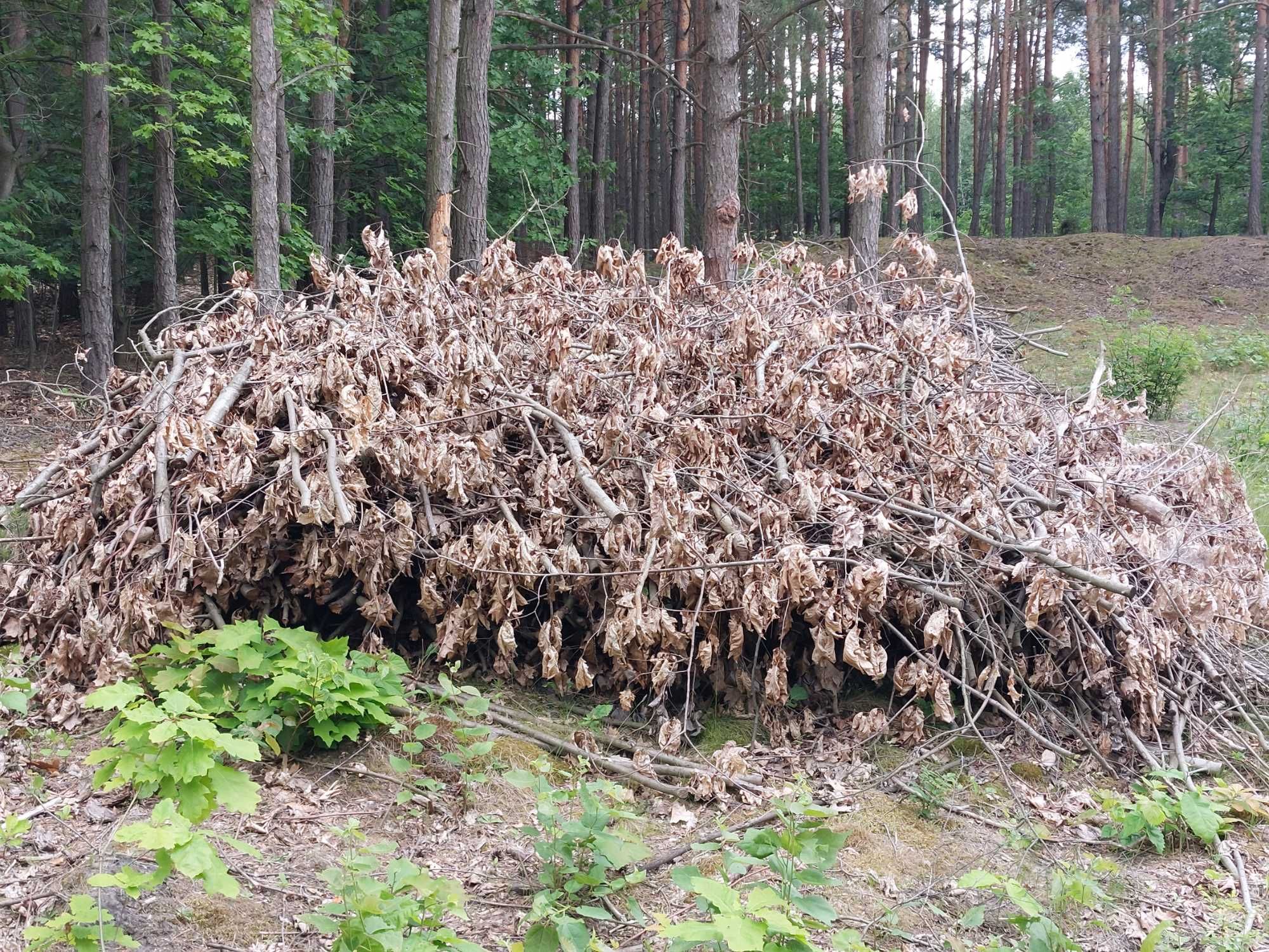 Gałęzie oddam za darmo