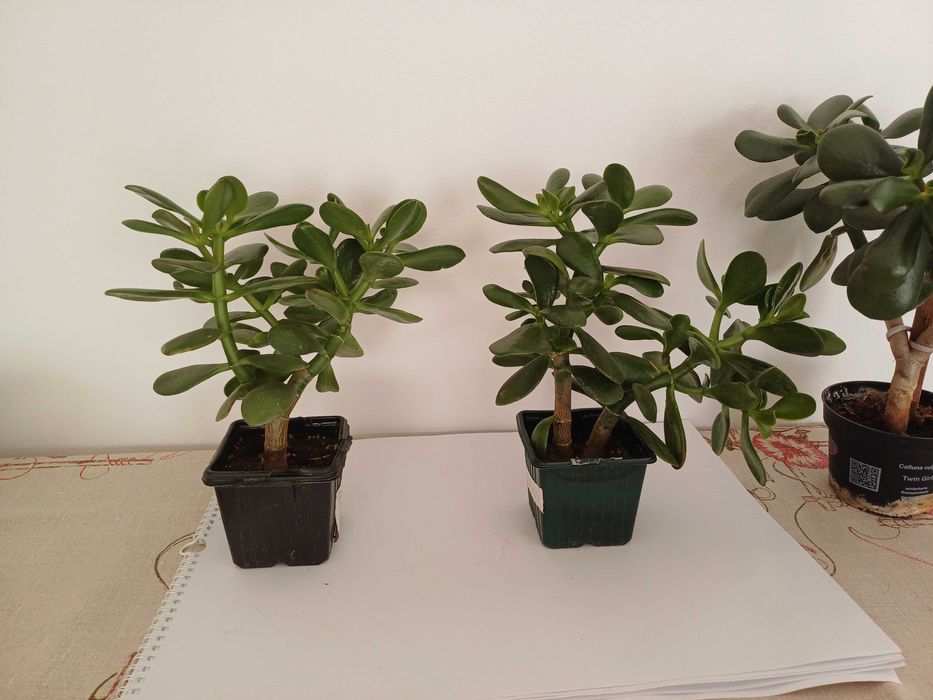 Grubosz, drzewko szczęścia