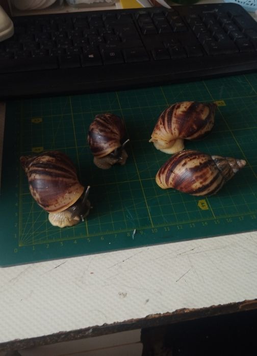 Ретикулята альбіно та чорноголові