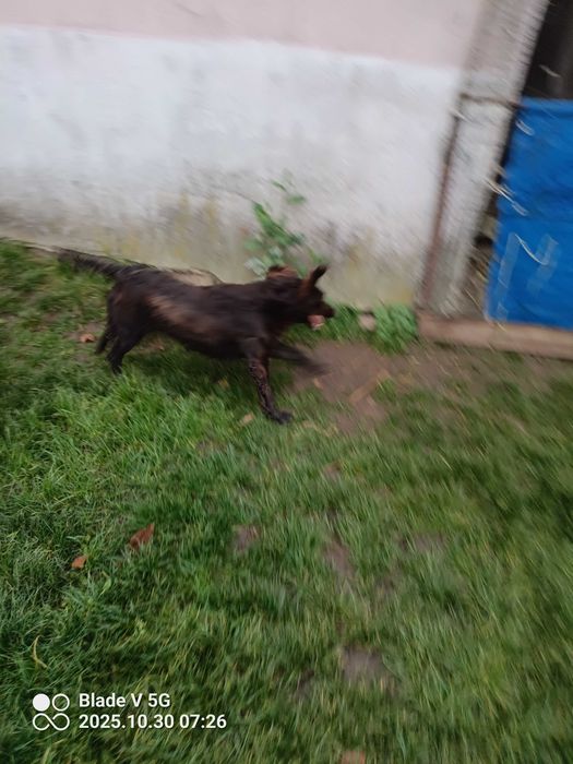 Suka...Płochacz Niemiecki.Wachtelhund